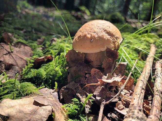 Ale okazy! Takie grzyby są na Dolnym Śląsku. Mieszkańcy chwalą się zbiorami 