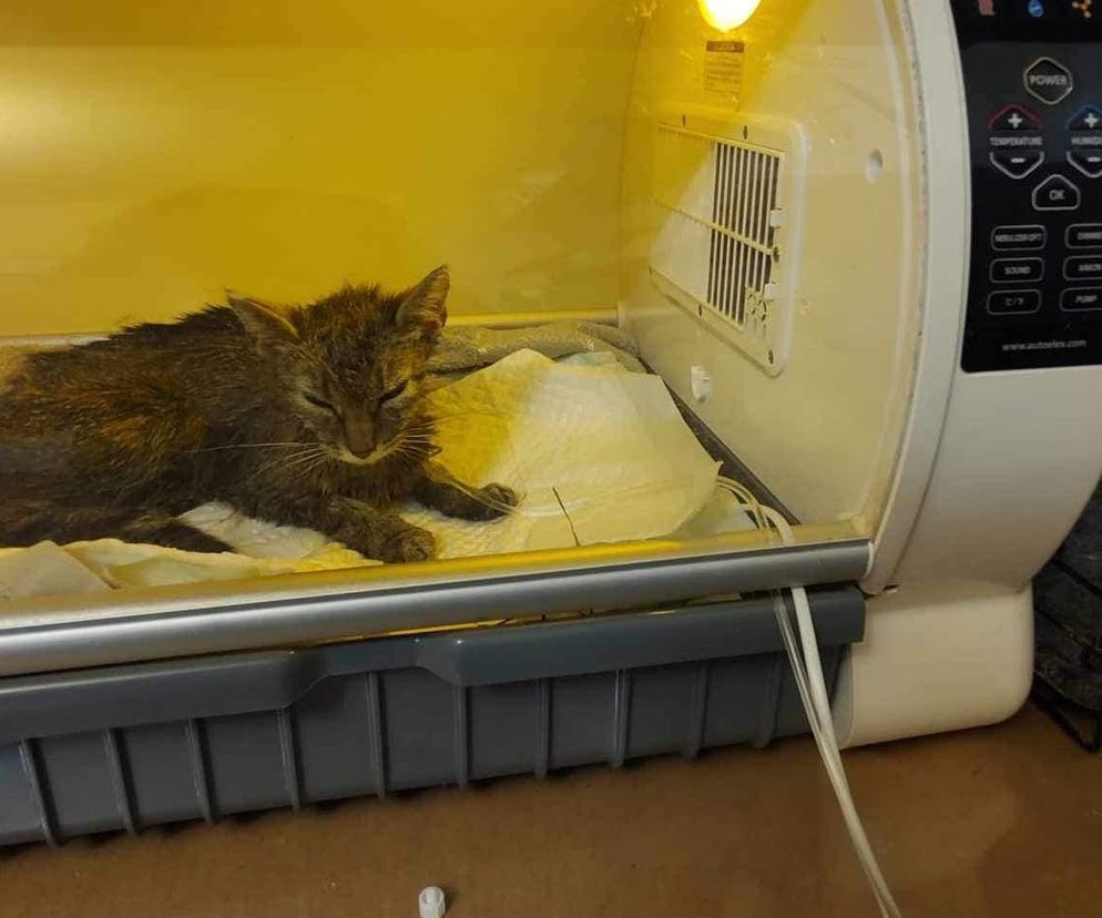 Wolontariusze uratowali wychudzoną kotkę, która była cała w... benzynie.