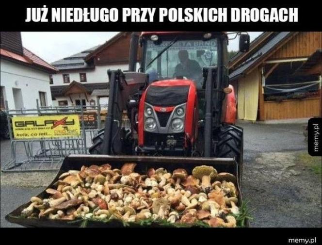 Grzybobranie 2023. Zobaczcie najlepsze memy o grzybiarzach! 