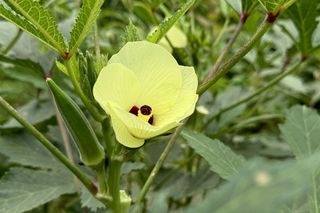 Okra (piżmian jadalny)