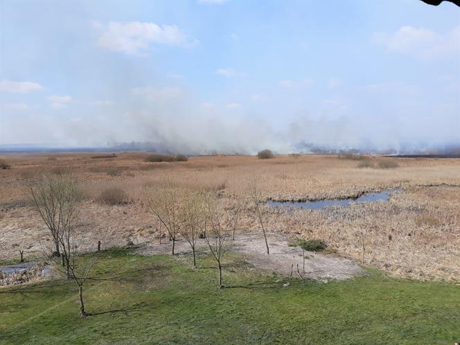 Biebrzański Park Narodowy. Ogromny pożar największego parku narodowego w Polsce