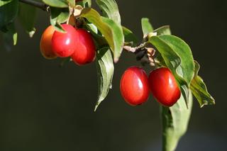 Ten owoc był tępiony podczas komunizmu. Ma niezwykłe właściwości lecznicze