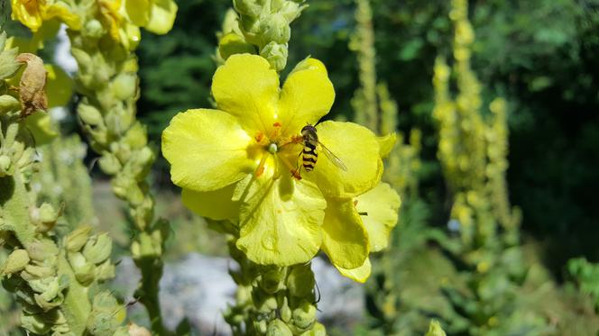 Są kolorowe, pachnące i... smaczne! Ogród Botaniczny zaprasza na jadalne kwiaty