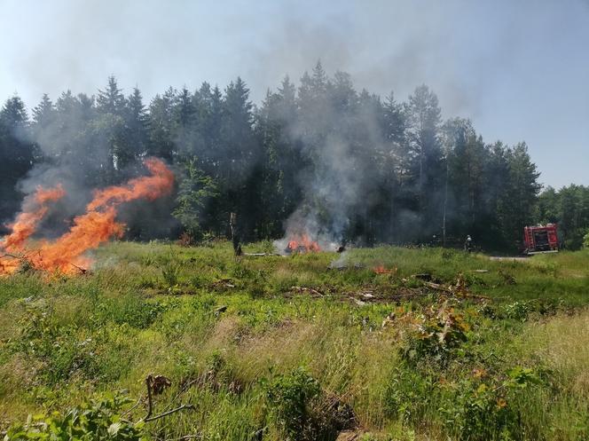 Leśniczówka 2022 – wspólne ćwiczenia strażaków z Braniewa i Nadleśnictwa Zaporowo