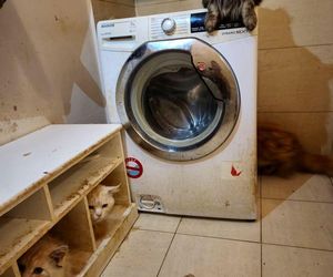 3 lata więzienia grożą mężczyźnie, który usłyszał zarzut znęcania się nad zwierzętami