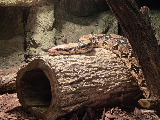 Egzotyczny świat na wyciągnięcie ręki! Zaglądamy do akwarium-terrarium w Myślęcinku