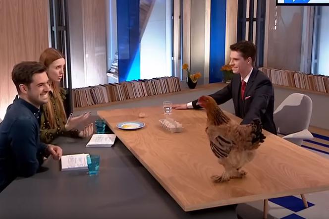 Kura w Dzień Dobry, Polsko