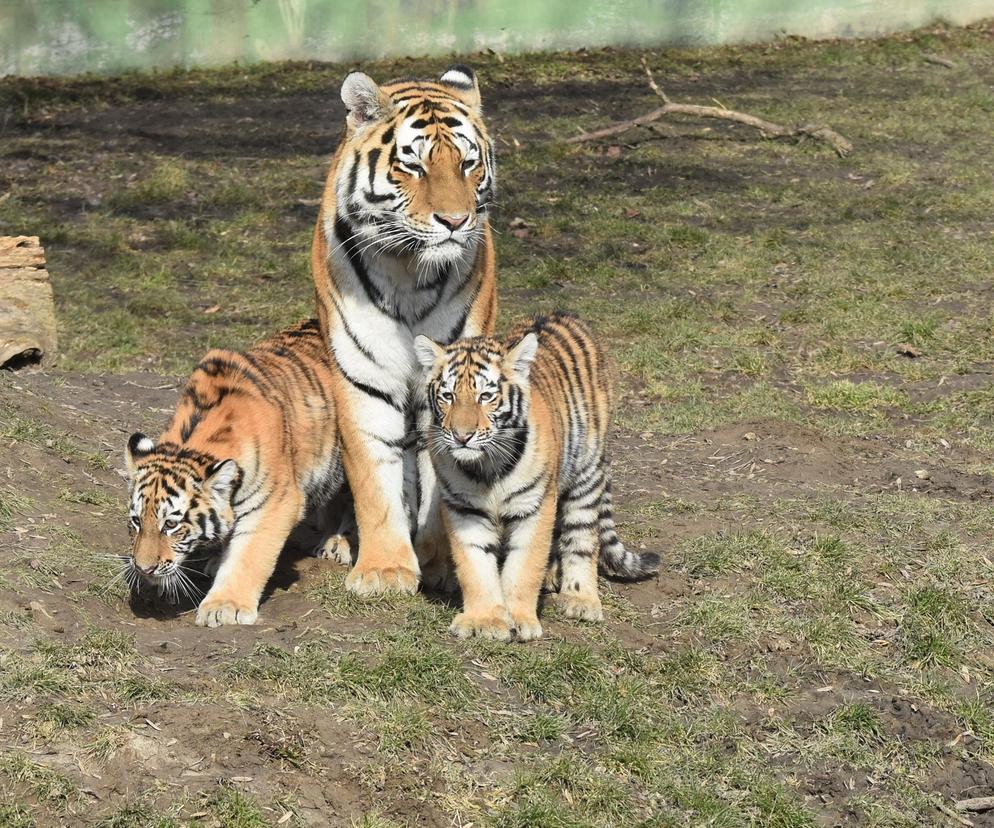 Mama z dziećmi wyszła na pierwszy spacer. Zamojskie tygryski rosną jak na drożdżach!