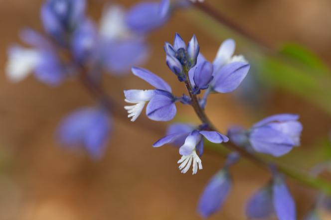 Krzyżownica - zastosowanie w medycynie i nie tylko