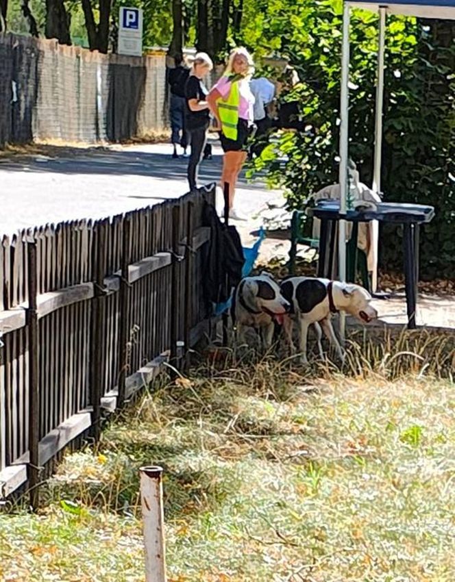 Agresywne psy atakują w dzielnicy Kamień