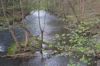 Olsztyn może pochwalić się największym kompleksem leśnym w Europie. Las Miejski zachwyca wiosną [ZDJĘCIA]