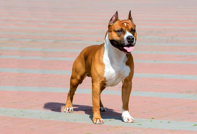 Amstaf (amerykański staffordshire terrier): charakter, szkolenie, choroby