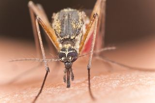 Czy komary przenoszą choroby? Dirofilarioza i leiszmanioza to choroby przenoszone przez komary