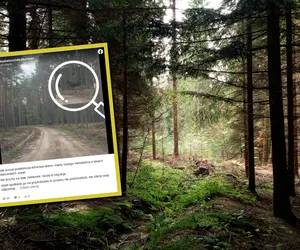 W lesie pojawił się nowy mieszkaniec. Leśnicy ostrzegają, by do niego nie podchodzić