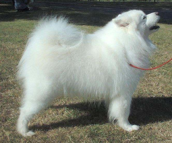 Samojed