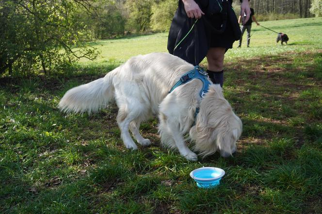 Dogtrekking w Poznaniu