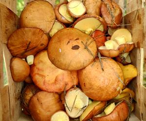 W tych miejscach regionu kujawsko-pomorskiego jest najwięcej grzybów!
