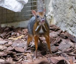 W Warszawskim ZOO urodził się myszojeleń