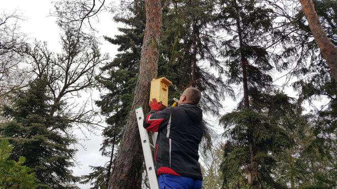  Budki lęgowe zawisły w bydgoskim Ogrodzie Botanicznym UKW w Bydgoszczy