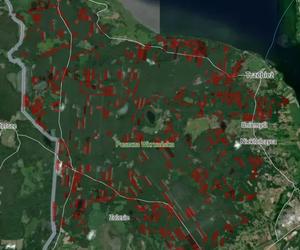 Wycinka lasów w Szczecinie i regionie 