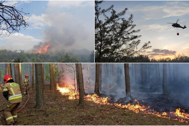 Podpalenie doprowadziło do ogromnego pożaru! Pod Grójcem spłonęło 100 hektarów lasu [WIDEO, ZDJĘCIA]