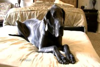 USA: Najwyższy pies na świecie. Mierzy ponad 2 metry i waży 111 kg! (VIDEO+ZDJĘCIA) 
