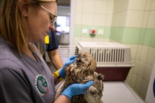 Sowa Dorotka z chorymi płucami i zapaleniem oczu