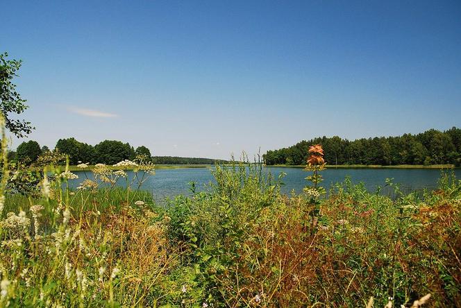 To najczystsze jeziora w Polsce. Znajdują się na Podlasiu!