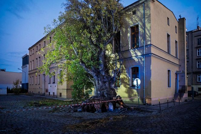 Polska pod naporem wichur! Strażacy nie mieli chwili wytchnienia