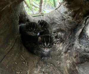 Taraje z Ogrodu Zoobotanicznego w Toruniu