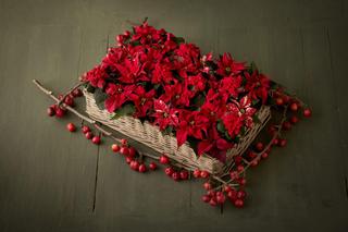 Poinsecje w świątecznych kompozycjach