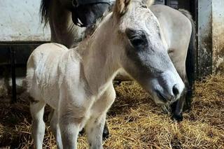 konik polski