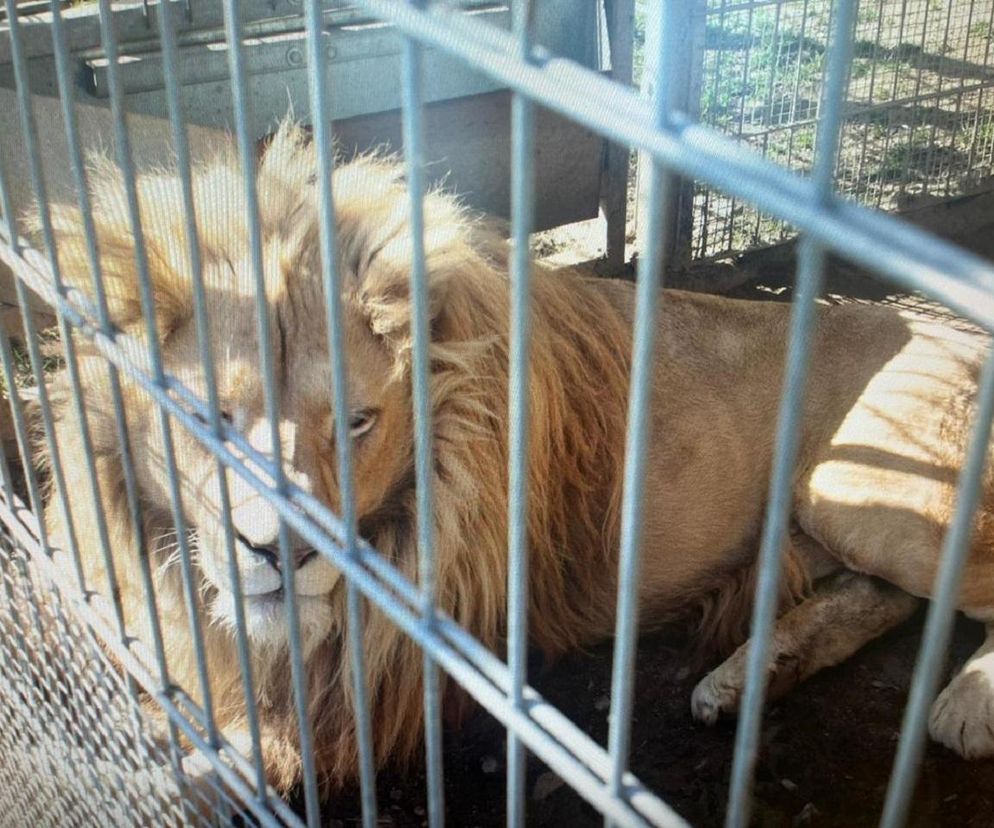 Przetrzymywał lwy, tygrysa i egzotyczne małpy. Tłumaczył, że prowadzi cyrk