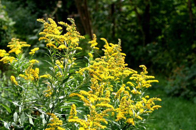 Nawłoć ogrodowa - Solidago hybrida