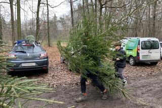 Choinki prosto z lasu w Będzinie Grodźcu