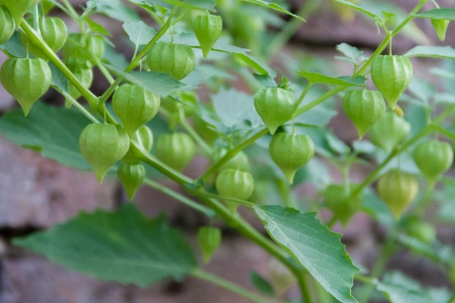 Kardiospermum zielone