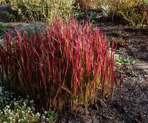 Imperata cylindryczna 'Red Baron'