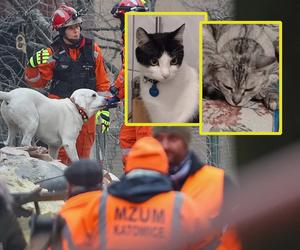 Wybuch kamienicy w Katowicach. Wciąż poszukiwane są zwierzęta. Proszę ludzie, znajdźcie je!