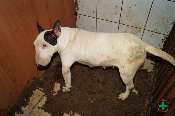 Pseudohodowla w Dobrczu. Tak wyglądało piekło zwierząt!