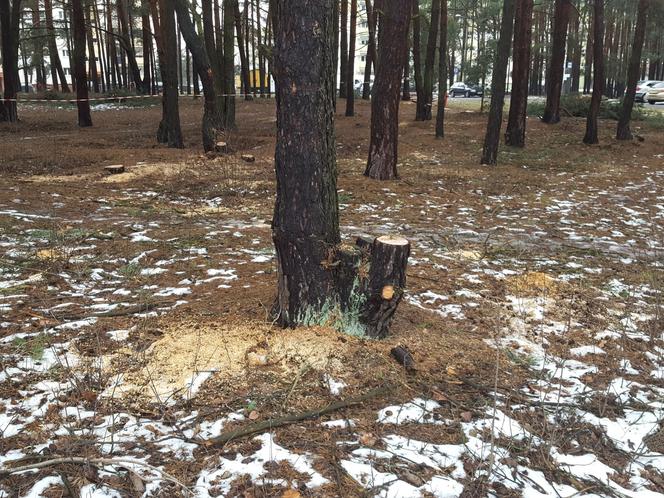 Na osiedlu Rejtana w Lesznie znów wycinane są drzewa. Będa też gdzie indziej