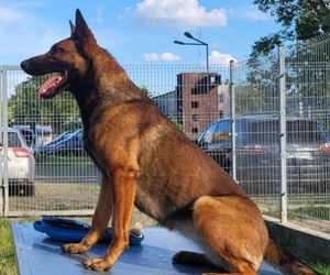 Policjanci i ich psy służbowe walczyli o tytuł! Kto okazał się najlepszy?