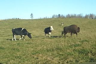 Żubr-lowelas podrywał krowy na Mazurach 