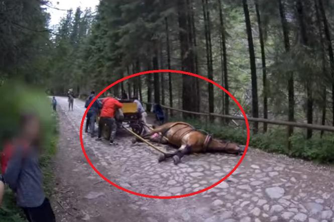 Tatry: koń padł z wycieńczenia