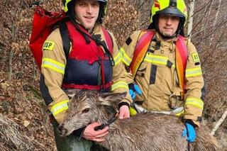 Strażacy z Węgierskiej Górki uratowali młodego jelenia