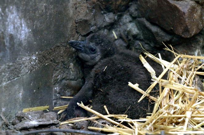 Małe pingwiny wykluły się w gdańskim zoo