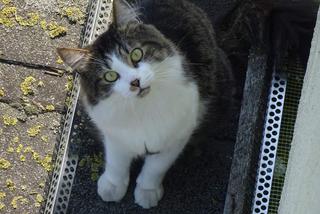 Kot predator polował na dachu wieżowca