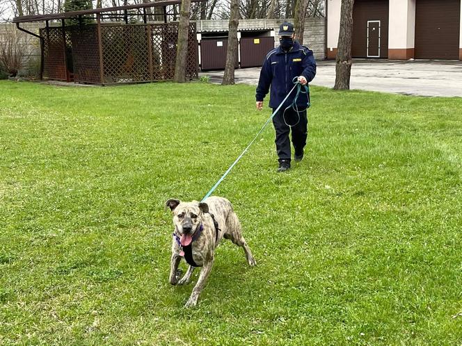 Pies w straży miejskiej