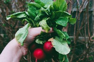 Jakie warzywa sadzić w marcu?