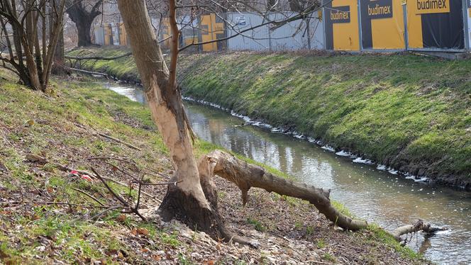 Bobry "grasują" na mieście [GALERIA]