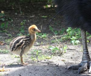  To jeden z najgroźniejszych ptaków na świecie. Pisklę wykluło się w warszawskim zoo